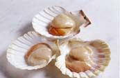 scallop